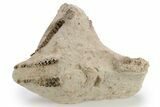 Fossil Oreodont (Merycoidodon) Disarticulated Skull -South Dakota #249253-1